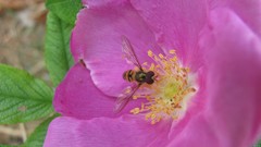 Flowers nature colors