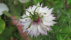 Flowers nature colors