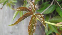 Flowers nature colors