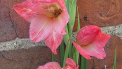 Flowers nature colors