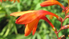 Flowers nature colors