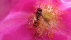 Flowers nature colors