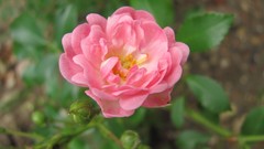 Flowers nature colors