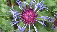 Flowers nature colors