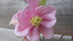 Flowers nature colors