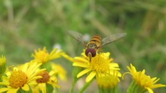 Flowers nature colors