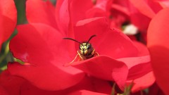 Flowers nature colors