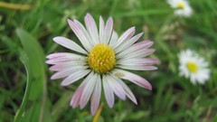 Flowers nature colors