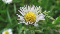 Flowers nature colors