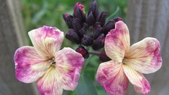 Flowers nature colors