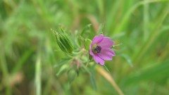 Flowers nature colors