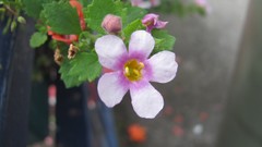 Flowers nature colors