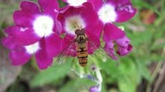 Flowers nature colors