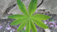 Flowers nature colors