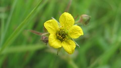 Flowers nature colors