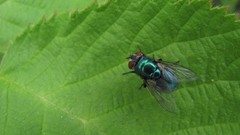 Flowers nature colors