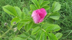 Flowers nature colors