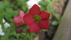 Flowers nature colors