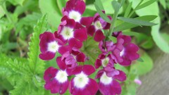 Flowers nature colors