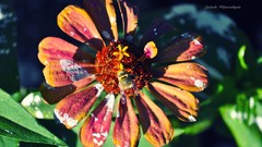 Flowers nature colors artwork