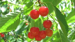Flowers nature colors fruits