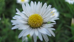 Flowers nature colors white flowers