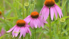 Flowers nature coneflowers