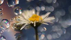 Flowers nature crazy Daisy