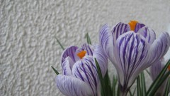 Flowers nature crocus
