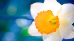 Flowers nature daffodils