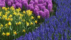 Flowers nature daffodils hyacinths