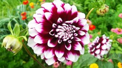 Flowers nature dahlias flower petals
