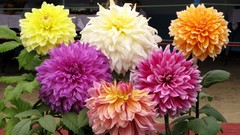 Flowers nature dahlias multicolor
