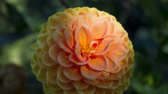 Flowers nature dahlias orange flowers