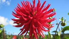 Flowers nature dahlias red flowers