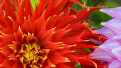 Flowers nature dahlias red flowers