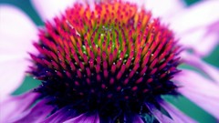 Flowers nature Daisy