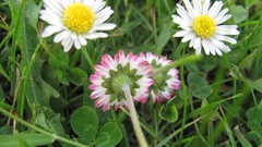 Flowers nature Daisy