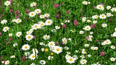 Flowers nature Daisy