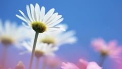 Flowers nature Daisy Plants