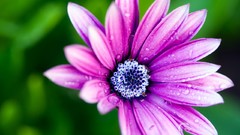 Flowers nature Daisy purple flowers
