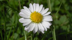 Flowers nature Daisy white flowers
