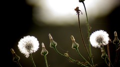 Flowers nature dandelions