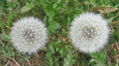 Flowers nature dandelions