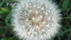 Flowers nature dandelions