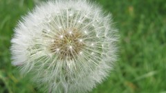 Flowers nature dandelions