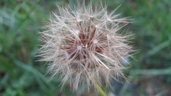 Flowers nature dandelions
