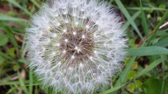 Flowers nature dandelions
