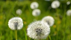 Flowers nature dandelions