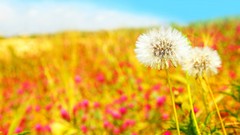 Flowers nature dandelions blurred background